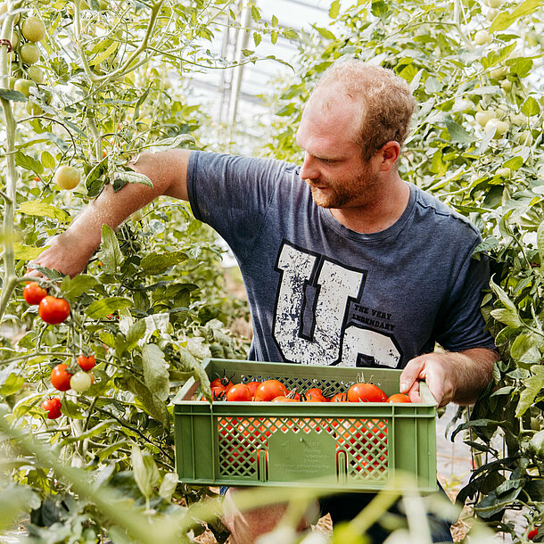 Teilnehmer von bea bei der Tomatenernte im Feld